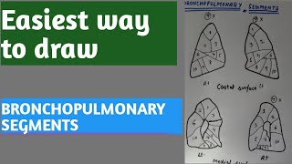 BRONCHOPULMONARY SEGMENTS How to remember bronchopulmonary segments [upl. by Nilerual]