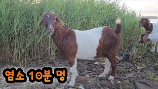 Boer Goat reeds Suaeda maritima L Dumort 10minutes 보어염소 염소 10분멍 갈대 해홍나물 [upl. by Alexandrina]