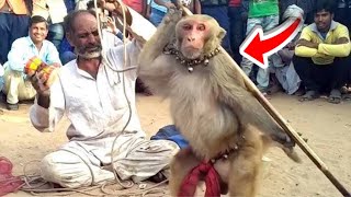 Haryanvi Bandar Bandariya Ka Khel  Comedy Video  Video Form My Phone  Funny Video Clip  2024 [upl. by Addie785]