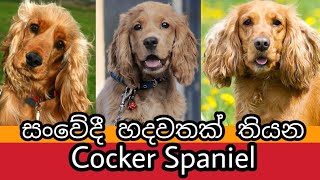 Cocker Spaniel ගැන සිංහලෙන්  About Cocker Spaniel Dogs  Awata [upl. by Nostets]