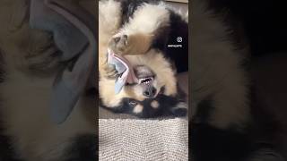 The sock thief has been caught 🤭 finnishlapphund puppy dog cute funny [upl. by Llerdnek]