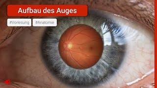 Das Auge  Aufbau und Funktion  Anatomie Vorlesung [upl. by Hallock89]