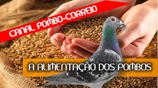 Alimentação dos pombos correios [upl. by Sil]