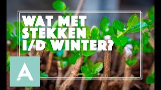 Wat met stekken in de winter  Grow Cook Eat 58 [upl. by Alicsirp748]