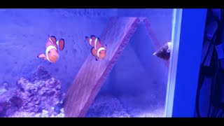 How To Breed Clownfish Part 1 [upl. by Ycul794]