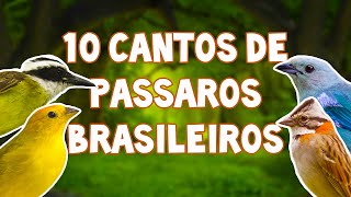 10 CANTOS DE PÁSSAROS BRASILEIROS NA NATUREZA [upl. by Hapte]