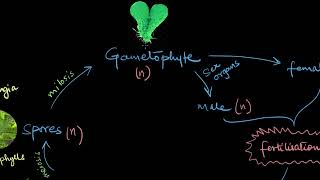 Pteridophytes  Plant Kingdom  Biology  Khan Academy [upl. by Janina785]