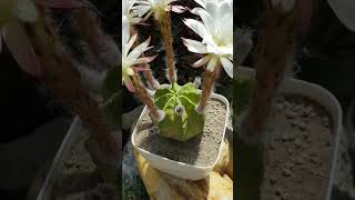 ‎flowerszoneforever Echinopsis Subdenudata Cactus Flowers satisfying shot [upl. by Eedyah]