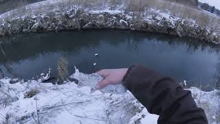 Trout fishing Duschee creek Lanesboro MN [upl. by Chouest]