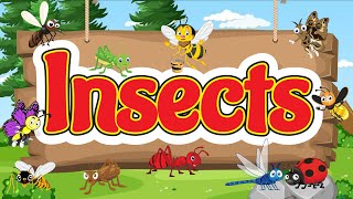 Common Insect Names for Kids  Bugs for Kids  Introduction to Insects [upl. by Kanya613]