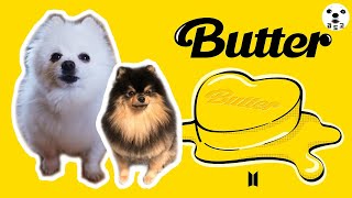 BTS 방탄소년단 Butter 강아지 리믹스 Dog Cover [upl. by Norm]