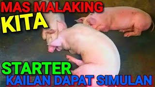 KAILAN DAPAT GUMAMIT NG STARTER FEEDS SA BABOY  TAMANG PAKAIN SA ALAGA NEGOSYONG BABUYAN [upl. by Hamil]