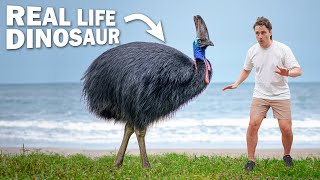 Facetoface with DEADLIEST BIRD on Earth [upl. by Ahsyle]