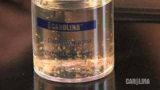 How to Care for Daphnia [upl. by Euqcaj]