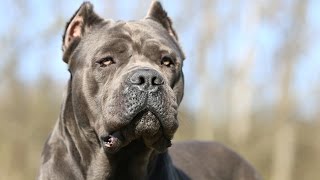 Cane Corso [upl. by Sessylu349]