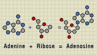 Difference Between Adenine and Adenosine [upl. by Eenwat500]