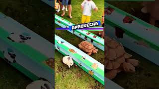 🐇🆚🐢 Conejo vs tortuga  Esemajeengasado LaCerpetadelosvrgzos youtube shorts [upl. by Eadahc]