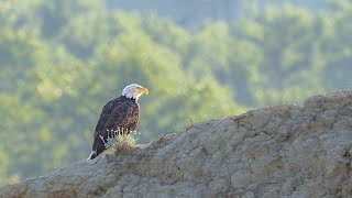 Bald Eagle Nests  NDGF  04012024 [upl. by Hurst]