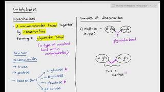 24 Disaccharides  Maltose amp Sucrose Cambridge International AS amp A Level Biology [upl. by Ynar]