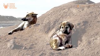 Whimpering Puppy Rescued From Garbage Dump And You Wont Believe What Happened To Him [upl. by Carny641]