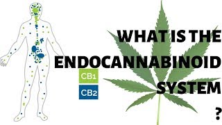 THE ENDOCANNABINOID SYSTEM EXPLAINED IN DETAIL [upl. by Asirrom]