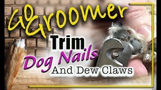 Trim Dog Nails  Tools and Methods [upl. by Anirrehs]