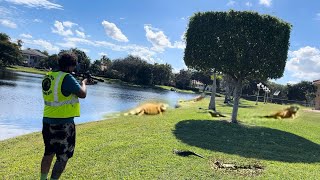 Residents Hire us to Remove Hyper Orange iguanas Iguana Mating Season 2023 [upl. by Farland224]