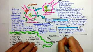 Tuberculosis Pathogenesis [upl. by Ainoloppa]