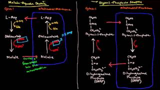 Shuttle Mechanisms MalateAspartate and GlycerolPhosphate [upl. by Erasaec]