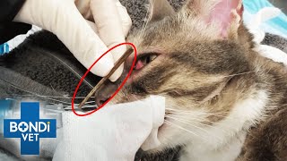 Enormous Stick Pulled From Behind Cats Eye 😱  Bondi Vet Clips  Bondi Vet [upl. by Dygert]