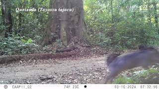 Armadilhas Fotográficas Projeto Caapii REDD  Camera Traps Caapii REDD Project [upl. by Ahnavas447]