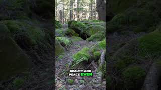 spiritual meaning of moss naturewisdom grounding spiritualconnection [upl. by Leeda]