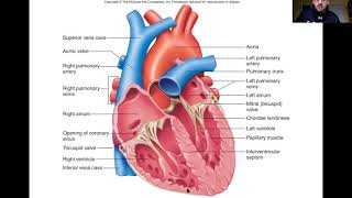 Interventricular Septum [upl. by Lopez69]