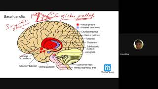 Basal ganglia Extra pyramidal system and Parkinsons disease [upl. by Nnylannej]