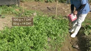 How to plant and grow coriander [upl. by Yzzik]