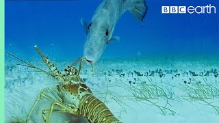 Lobsters vs Trigger Fish  Trials Of Life  BBC Earth [upl. by Ainelec]