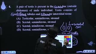 A pair of testis is present in the sac outside abdomen of male individual Testis consis [upl. by Nnarual]