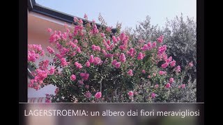 Tutti i consigli per una splendida LAGERSTROEMIA Lillà delle Indie  WampA Gardens orto e giardino [upl. by Inamik]