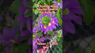 🌸 Scaevola aemula 💐 Fairy fanflower or Fanflower 🌸Flowers 💐 amp More Ideas 💡 [upl. by Yuri]