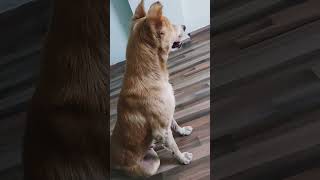 Kitna bhola banker betha haiviralvideo dog doglover cute shortvideo [upl. by Ennaoj]