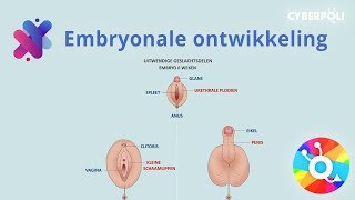 De embryonale ontwikkeling [upl. by Eshelman]