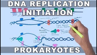 DNA Replication in Prokaryotes  Initiation [upl. by Ahsiema]