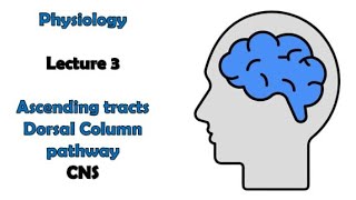 Ascending tracts 1  Dorsal column pathway  Physiology  CNS module  Adham Saleh [upl. by Cr]