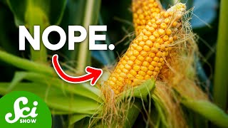 Are GMOs Actually Bad For You [upl. by Padraic854]