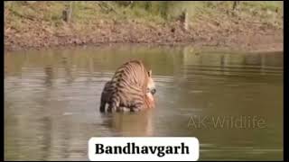 Tiger mating in water In Bandhavgarh national park ll bandhavgarh viral tiger [upl. by Ot780]