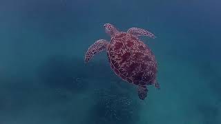 Unforgettable Encounter with a Majestic Sea Turtle while Spearfishing in Anilao Mabini Batangas [upl. by Renny486]