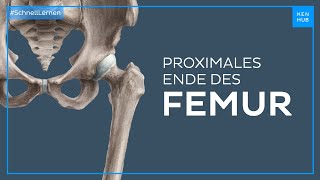 Femur proximales Ende  Anatomie einfach erklärt  Kenhub [upl. by Ainwat]