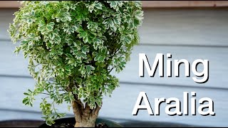 Ming Aralia Repot Daves Bonsai E240 [upl. by Anahsirk45]