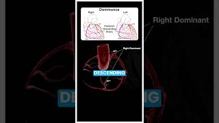 Coronary Dominance [upl. by Avehs]