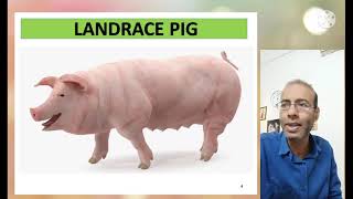 लैंड्रेस नस्ल ब्रीड की पहचान  How to Start Landrace Breed Pig Farming  सुअर सूकर पालन पिग फार्म [upl. by Llennod]